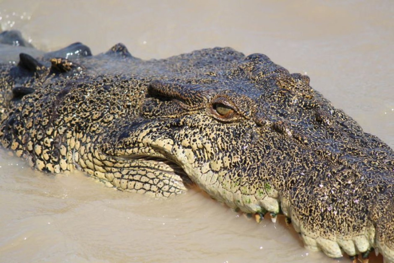 Crocodiles are a protected species, unlike fishermen.