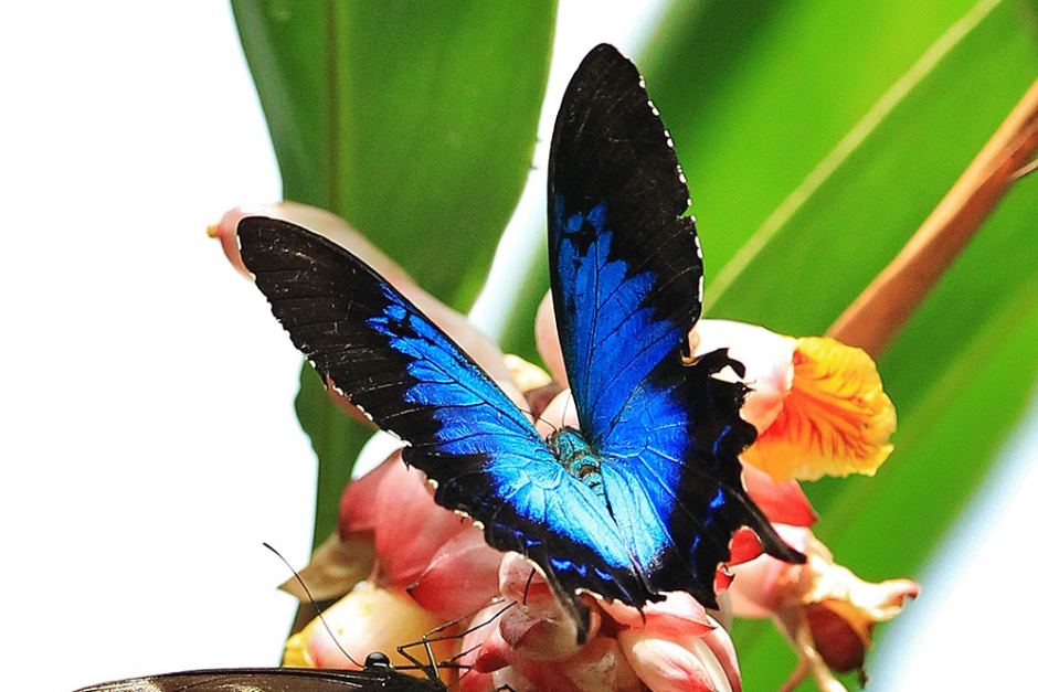 Trio jailed for smuggling 2800 dead butterflies into China