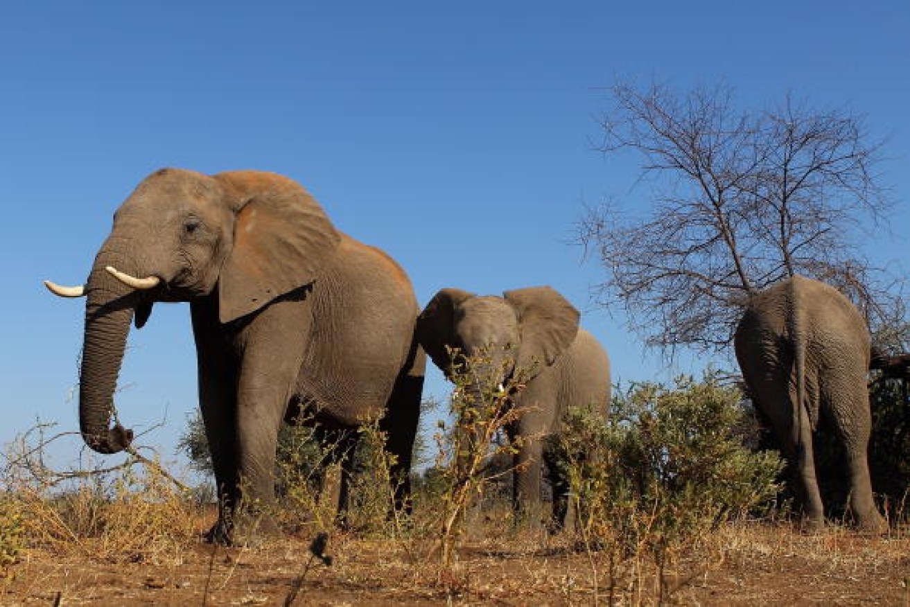 The number of African elephants continues to shrink from five million  a century ago to about 400,000 remaining.