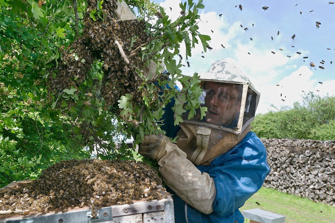 One bee rescuer is receiving up to 30 calls a day from people wanting hives removed from their homes. 
