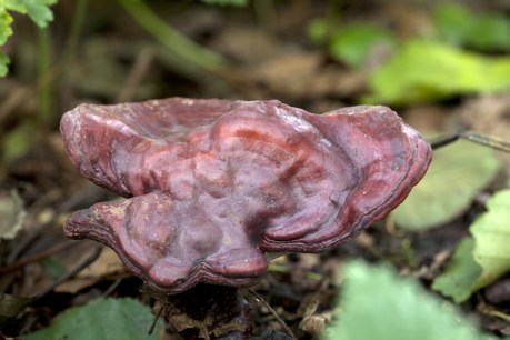 Liquid mushroom anyone? The bizarre latest food trends