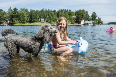 Tips to keep your pets safe and cool this summer