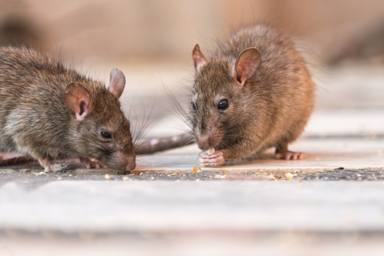Construction work has brought rats into Melbourne homes and businesses (rats in India pictured).