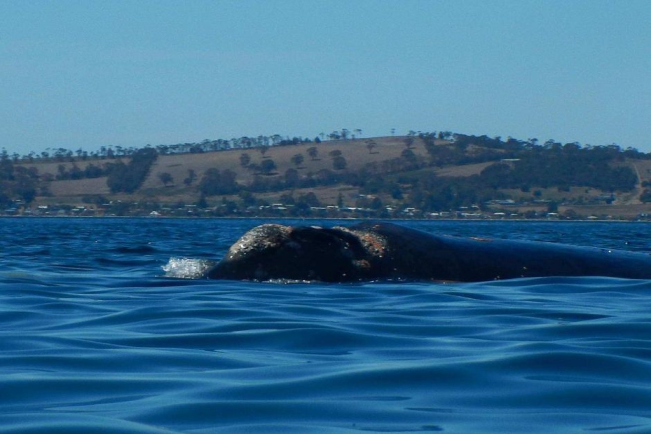The southern right whale species like the conditions of Hobart's River Derwent, experts say.