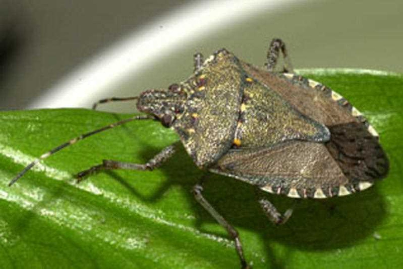 Residents urged to look out for the invasive brown marmorated stink bugs after cargo from Italy was found to have the pests inside.