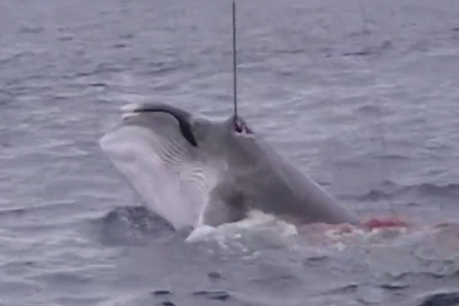 The &#8216;harrowing&#8217; whaling footage the government tried to suppress