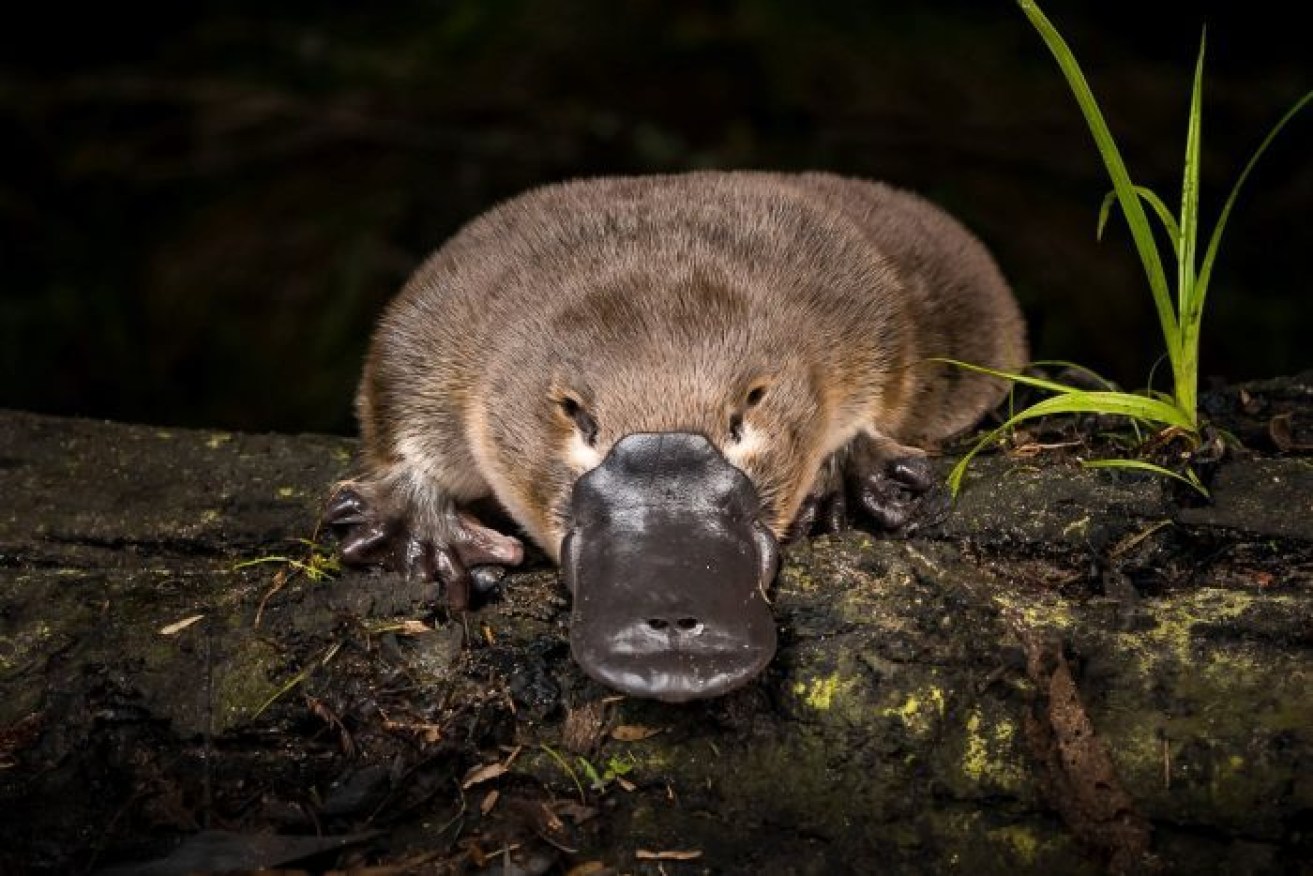 While some pockets of platypus may exist, the population is virtually extinct in the upper Wimmera.