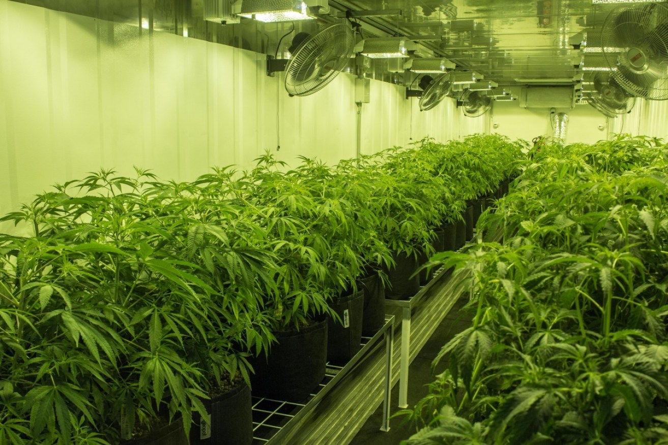 Cannabis plants cultivated by Australian company Cann Group.