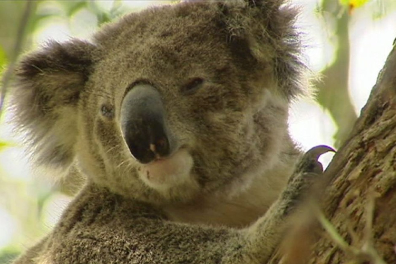The NSW government is moving to protect koala habitat. 