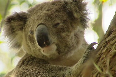 &#8216;Catastrophic&#8217; decline sees NSW government buy land for koala reserve
