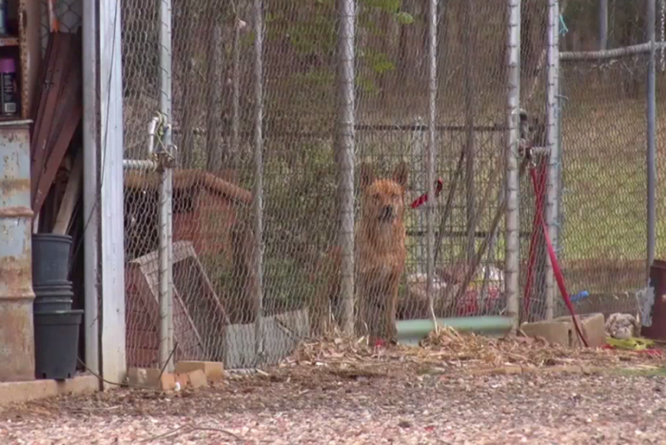 The cross-bred dogs were caged on the woman's property after she was attacked.  