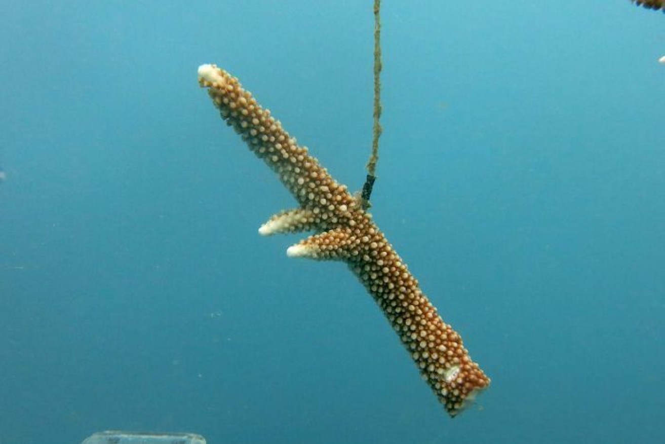 A coral fragment hanging from a 'tree' to make it grow quickly.
