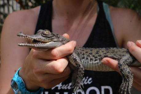 Baby crocodiles are a gift with bite