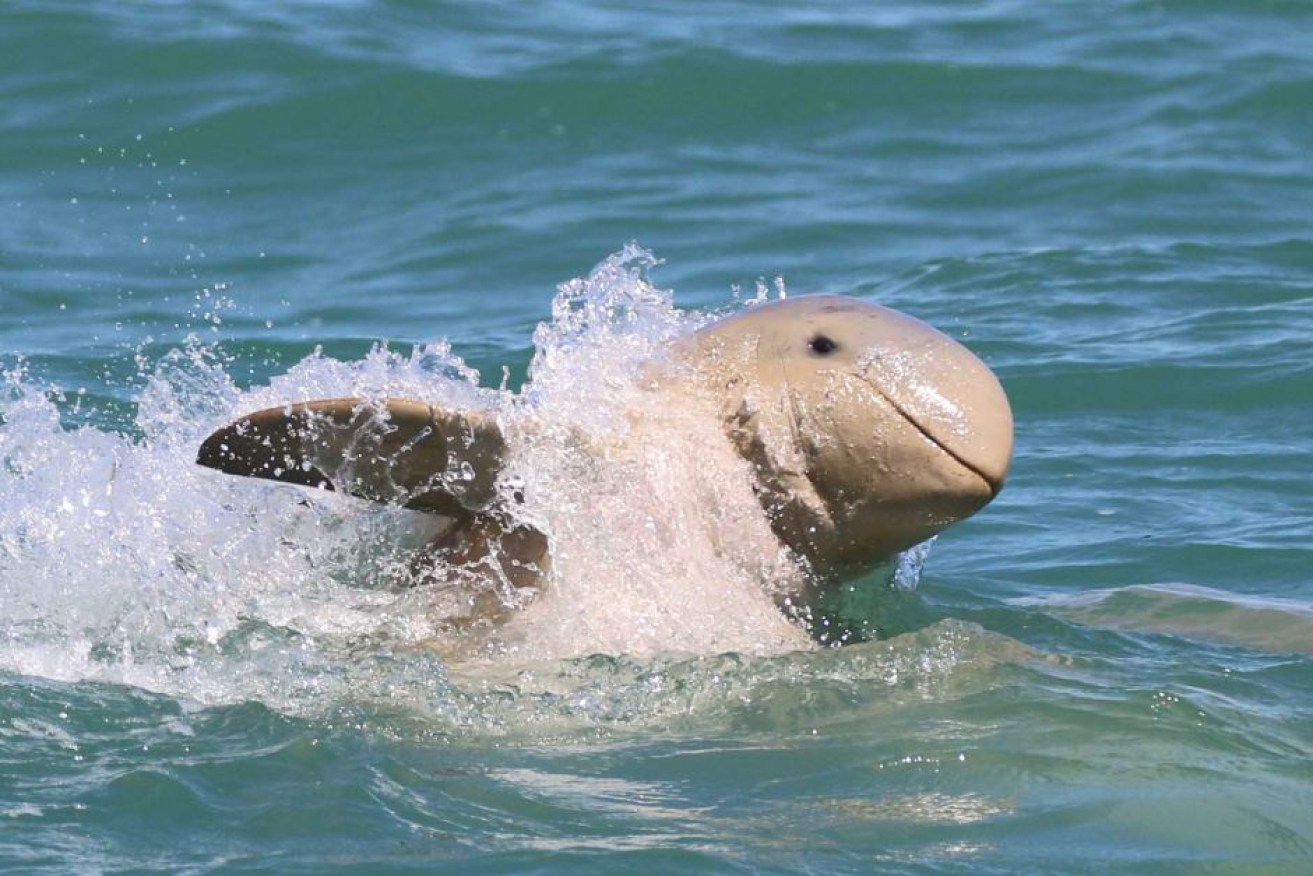 It's the first time the rare snubfin dolphin has been seen outside of Australia.