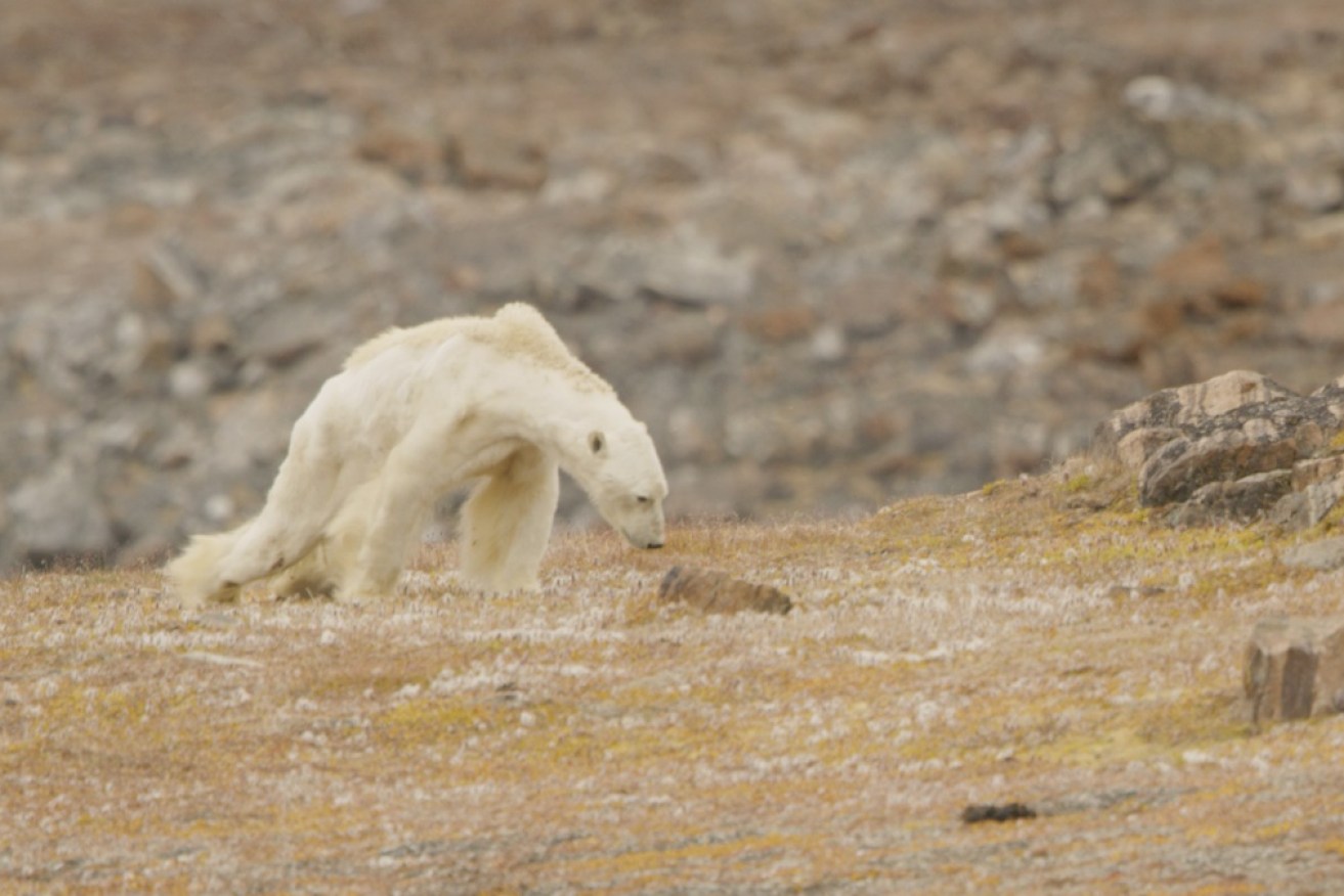 Hours from death, this emaciated polar bear is one more symptom of runaway climate change.