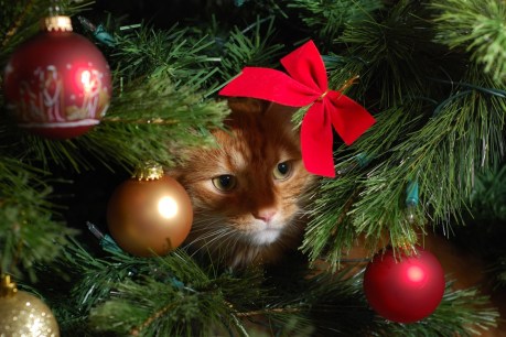 How to avoid a Christmas tree cat-astrophe this festive season