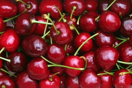 Christmas fruit, berries 'decimated' by storms