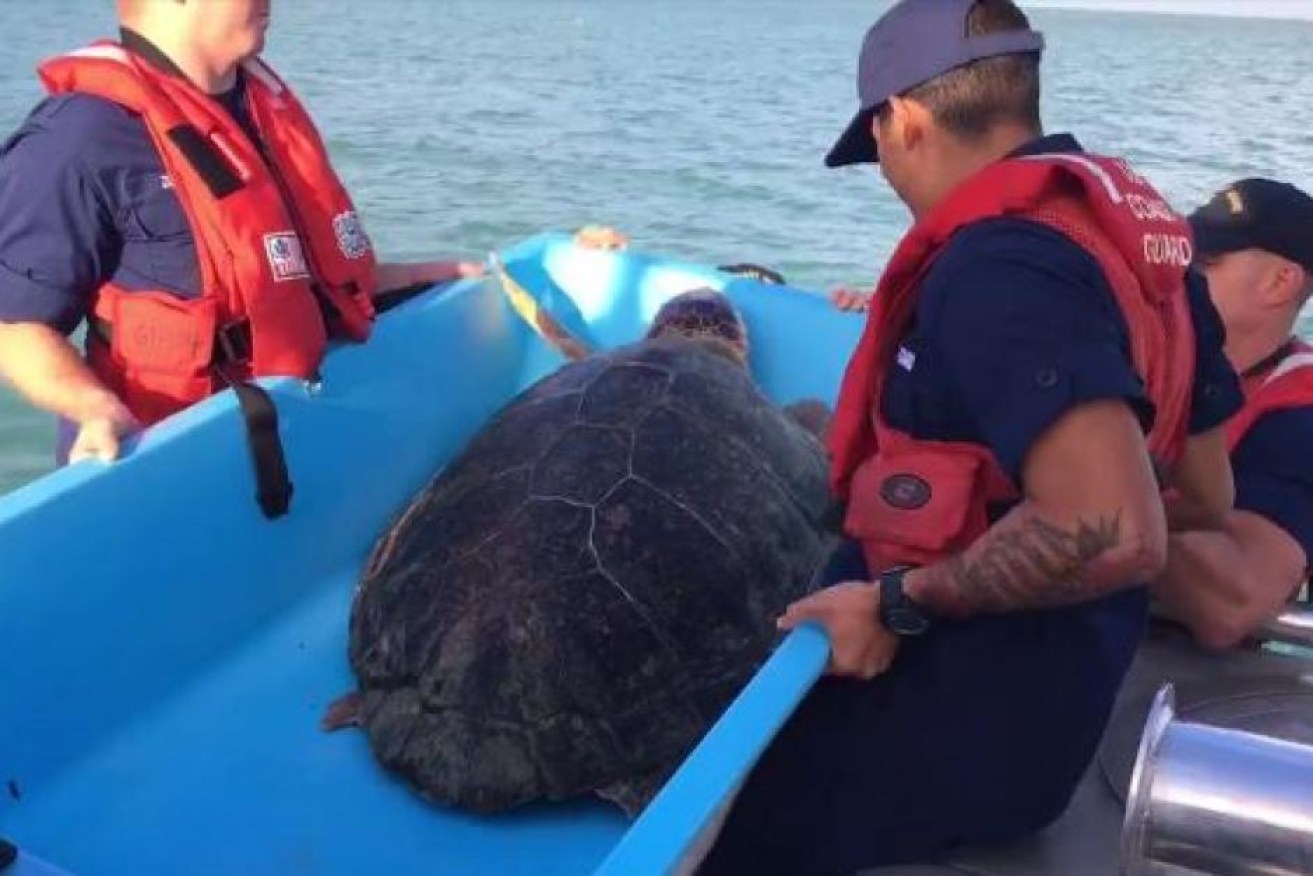 The loggerhead turtle was found tangled in bales of cocaine.