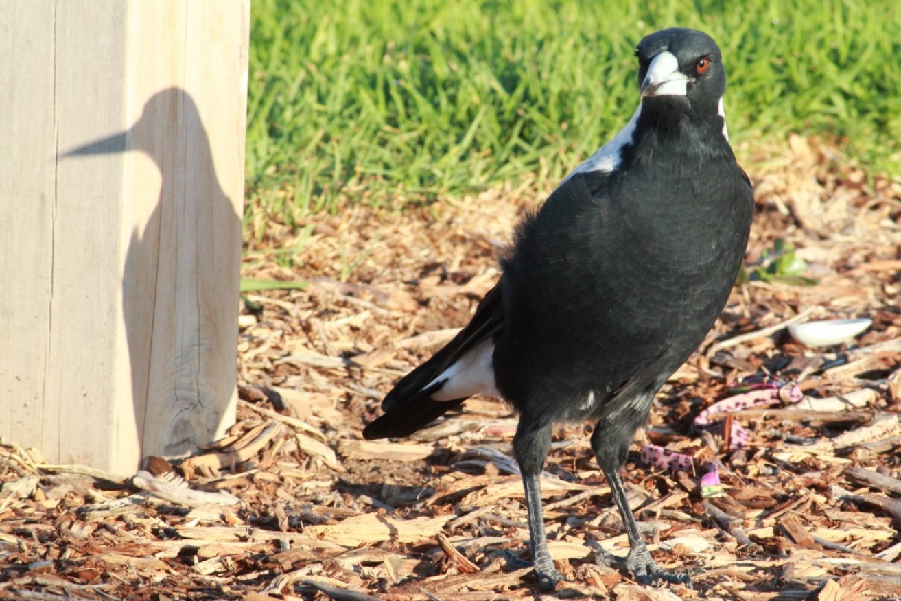 Magpies occupy the same territory for their whole lives.