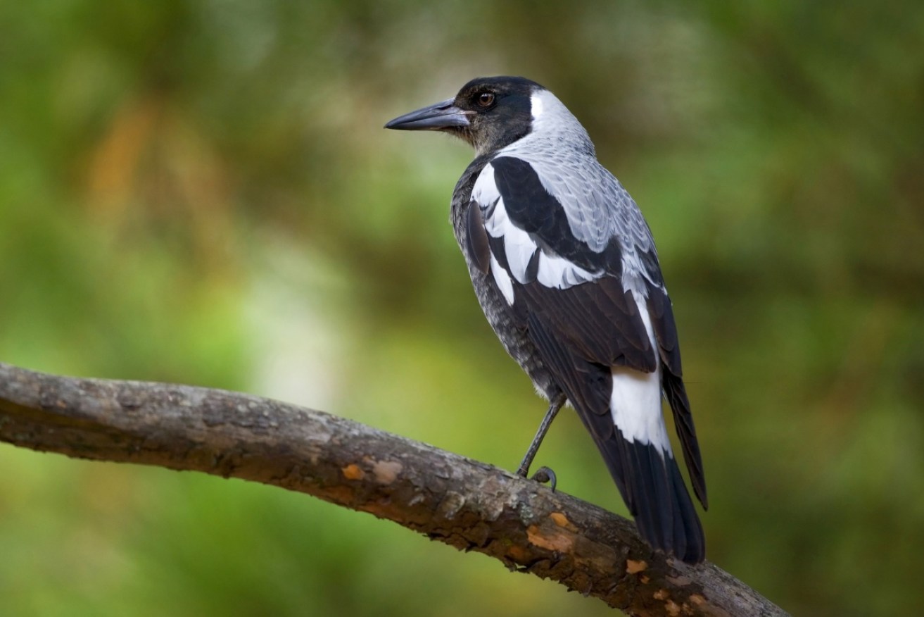 The magpie has pipped the 'bin chicken' as Australia's Bird of the Year.