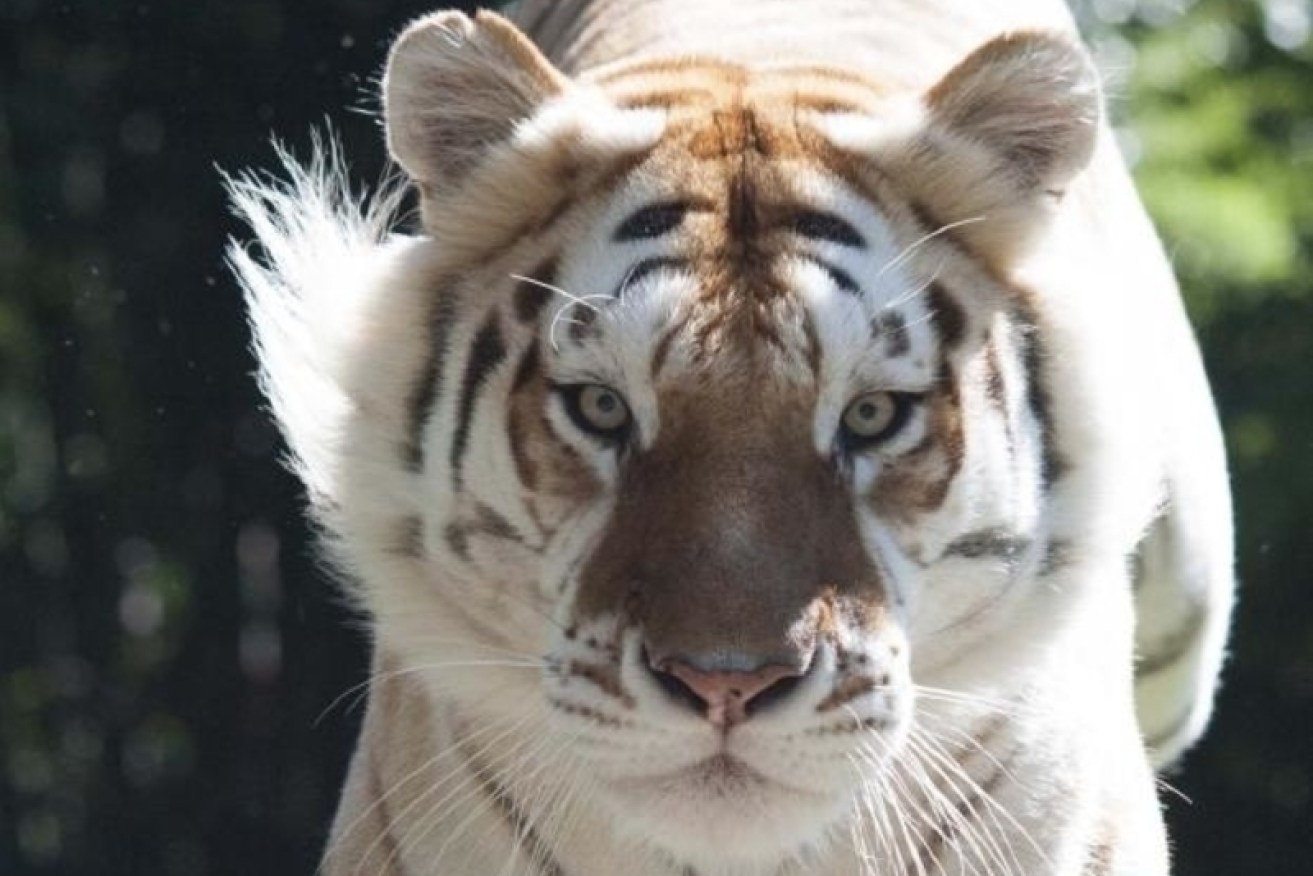 Dreamworld staff are grieving after the theme park's oldest tiger Rama was euthanised due to kidney failure.
