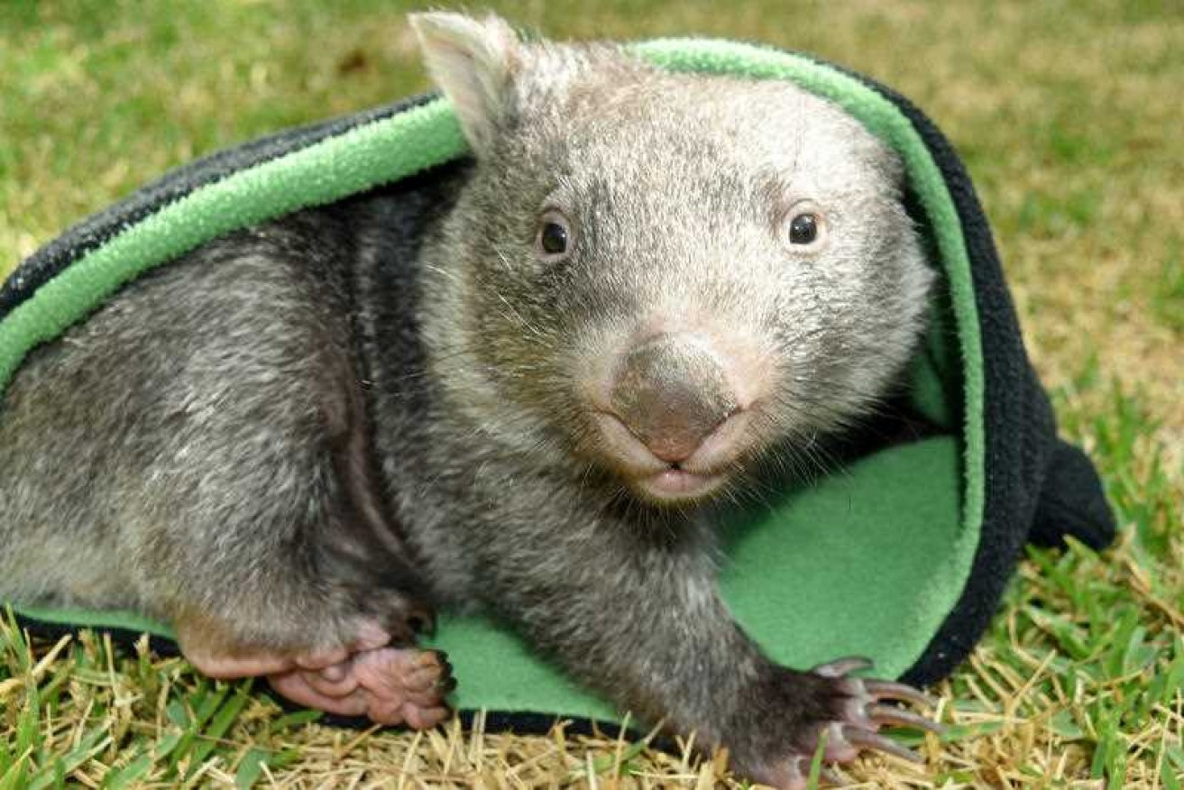 A wombat (not this one) that was attacking people at a secluded beach in Tasmania's north has been killed.