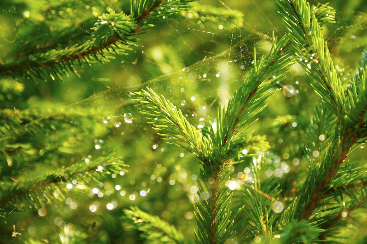 In which country do people decorate their Christmas trees with spider