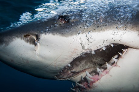 New map highlights shark attack danger zones