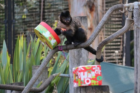 National Zoo and Aquarium&#8217;s residents get early Christmas treats