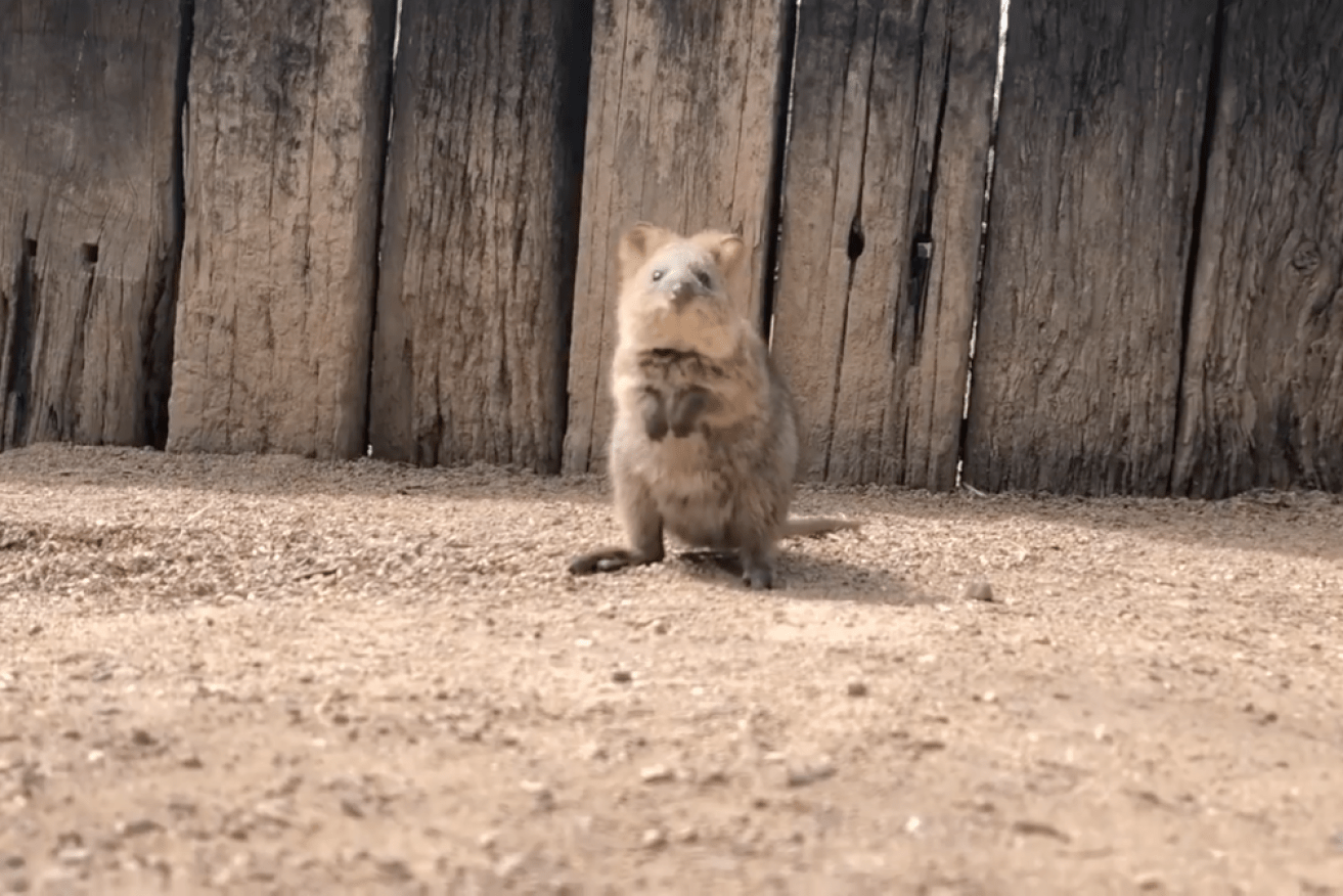 A baby quokka has taken its first hops in adorable video.