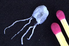 Irukandji suspected in spate of jellyfish stings
