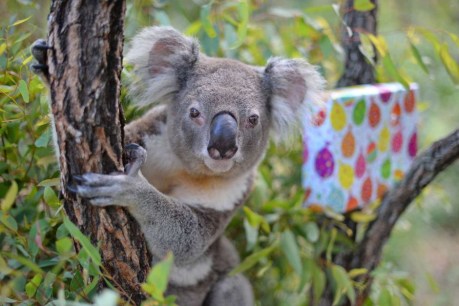 Lawson the koala celebrates sweet 16th birthday at Australia Zoo