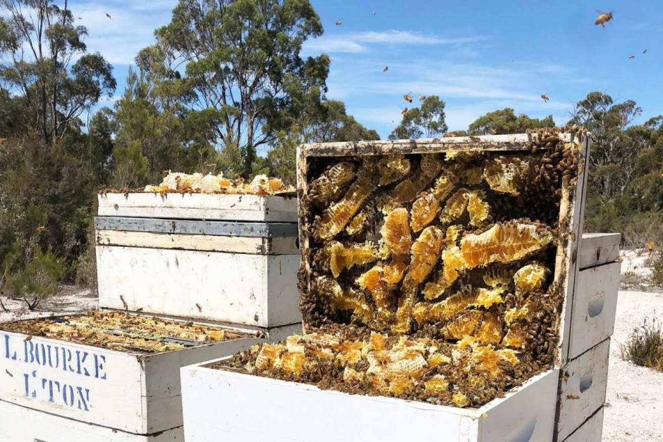 Scientists have recorded the honeycomb vibration of the honeybee which prompts others in the hive to start getting busy.