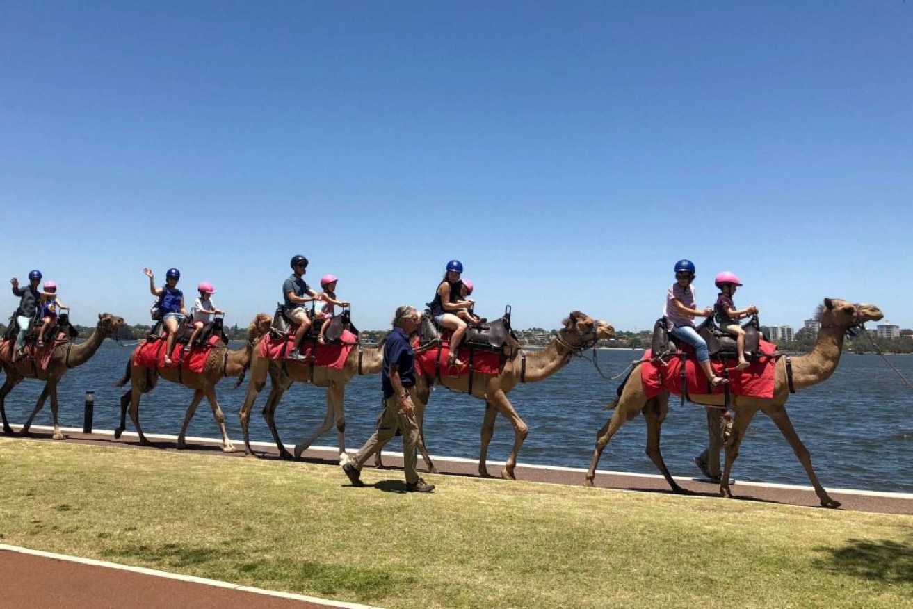 Camels on the Swan River offer an elevated way to see the city.
