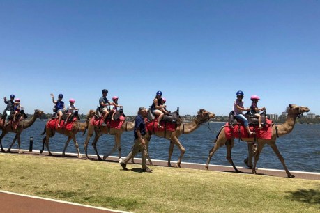 Feral camels tamed for new Perth city tourism venture
