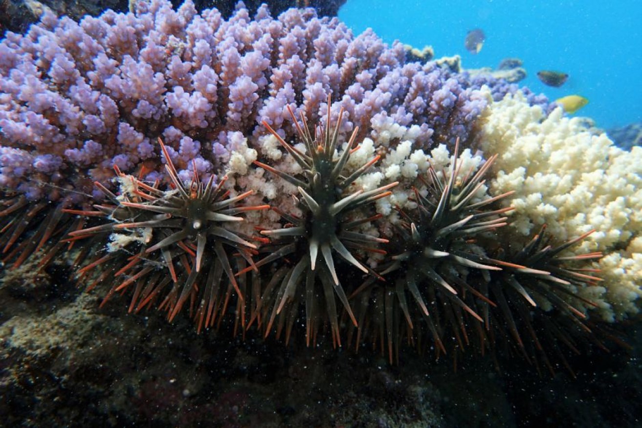 The poisonous barbs of a crown-of-thorns feasting on coral in the northern Great Barrier Reef.