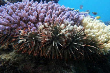 Crown-of-thorns starfish eating through Great Barrier Reef in major outbreak