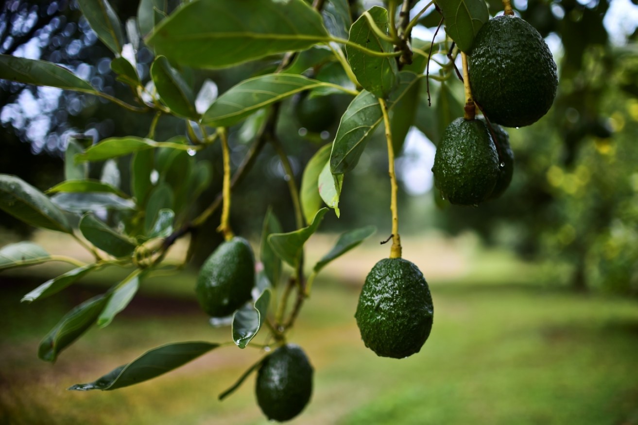 Macadamias, berries and avocados could all be threatened by a new varroa mite discovery in NSW.