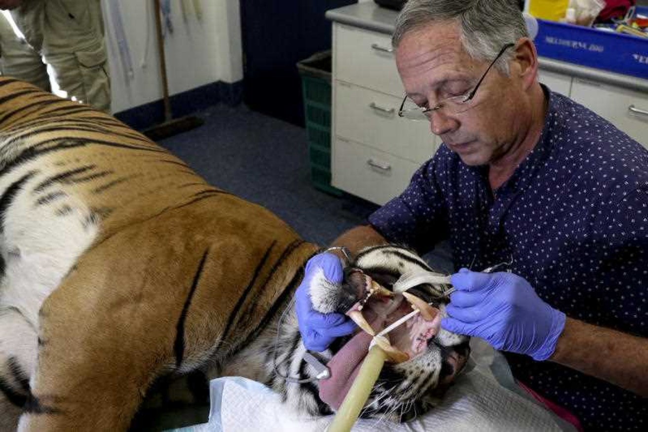 Veterinary dental specialist Dr Stephen Coles works on Hutan's lower canine teeth during a visit to Melbourne Zoo.
