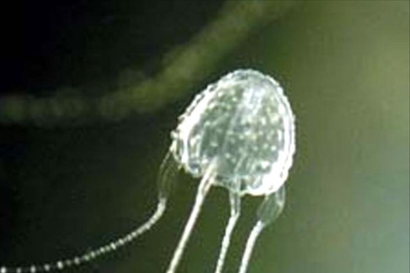 One expert says irukandji jellyfish appear to be moving south.