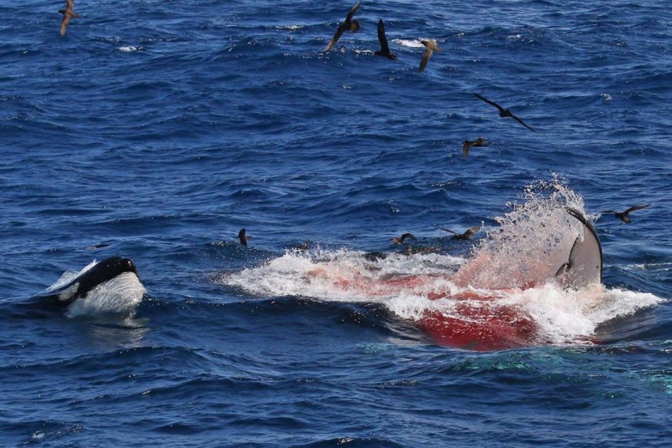 Sharks and seabirds were attracted to the kill off the coast of Bremer Bay.