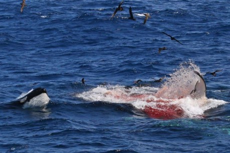 Killer whales live up to name in bloodbath off WA