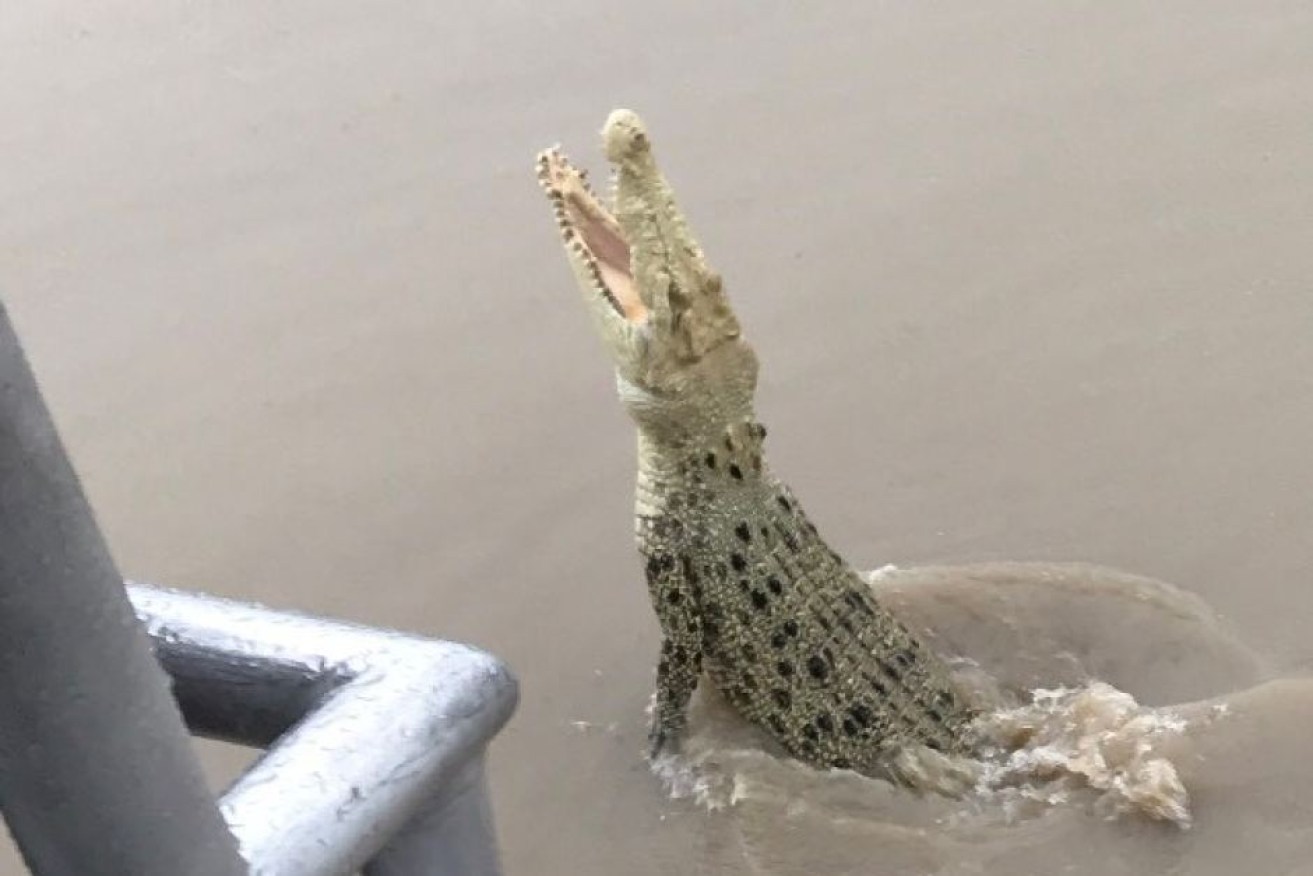 The appearance of Pearl, an albino crocodile, in the wild has been described as "amazing".
