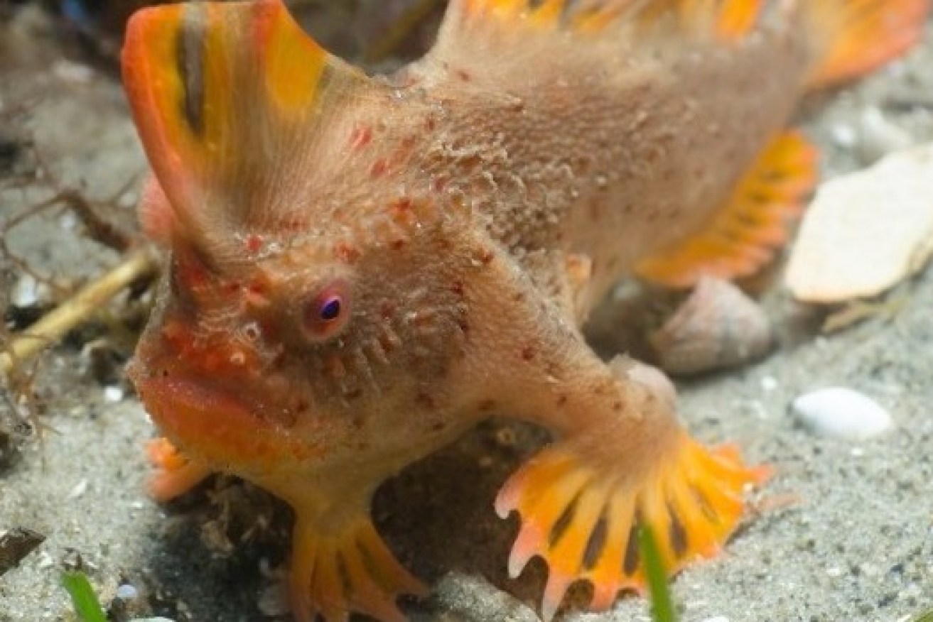 Divers have found a new population of the critically endangered Red Handfish.