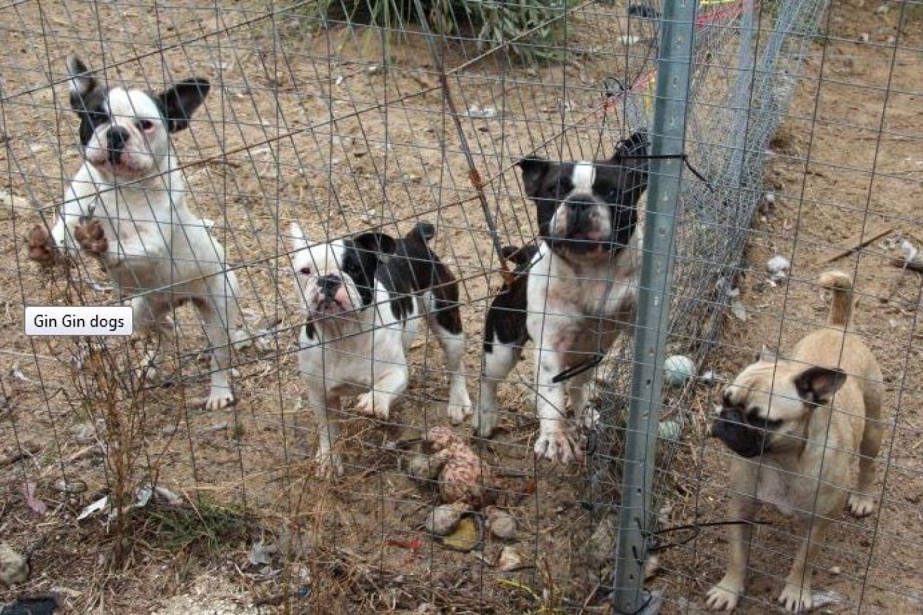 French bulldogs in their enclosure at the alleged Perth puppy farm.