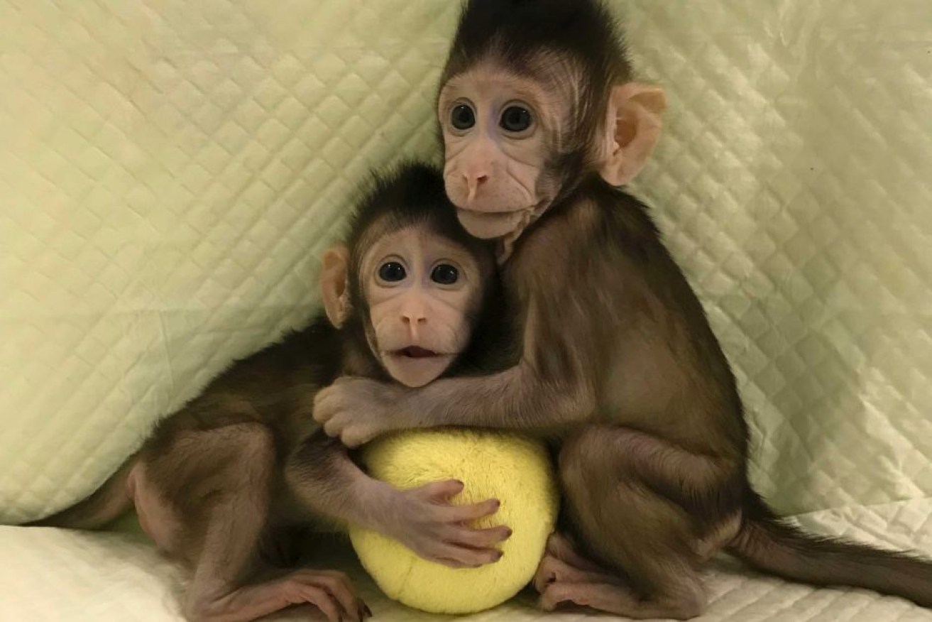 Cloned monkeys Zhong Zhong and Hua Hua are being bottle fed and are growing normally.
