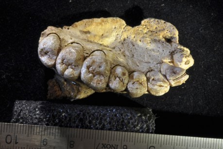 Stunning human fossil find prompts theory rethink