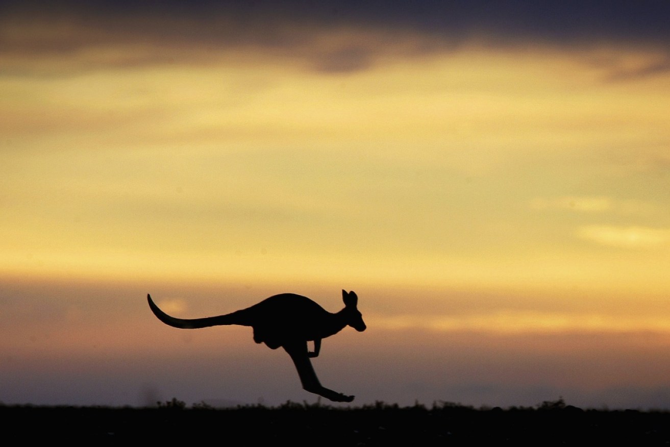 One area of Australia's outback is conspicuously lacking in kangaroos.