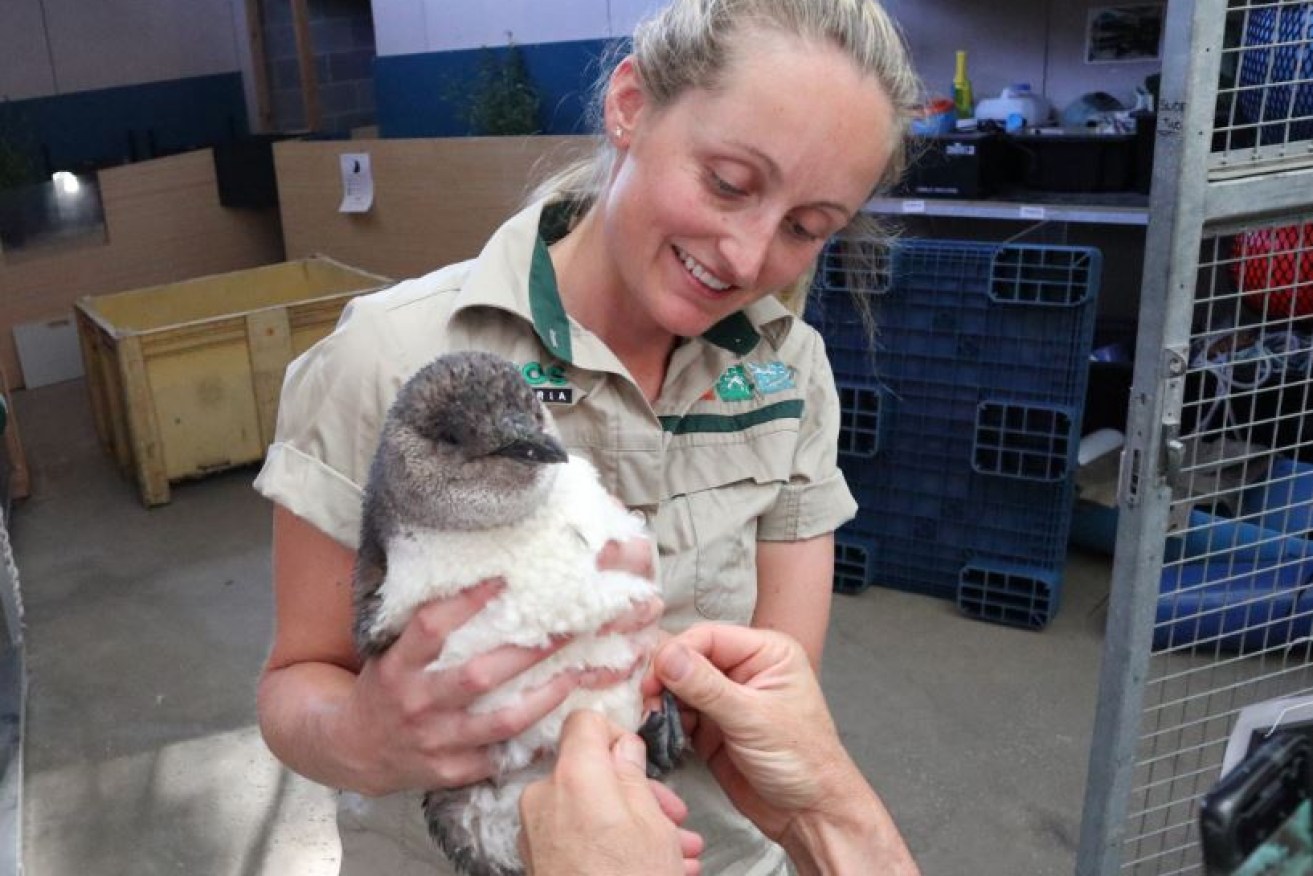 Zookeeper Beth Geraldene her one-flippered penguin some TLC at Melbourne Zoo.