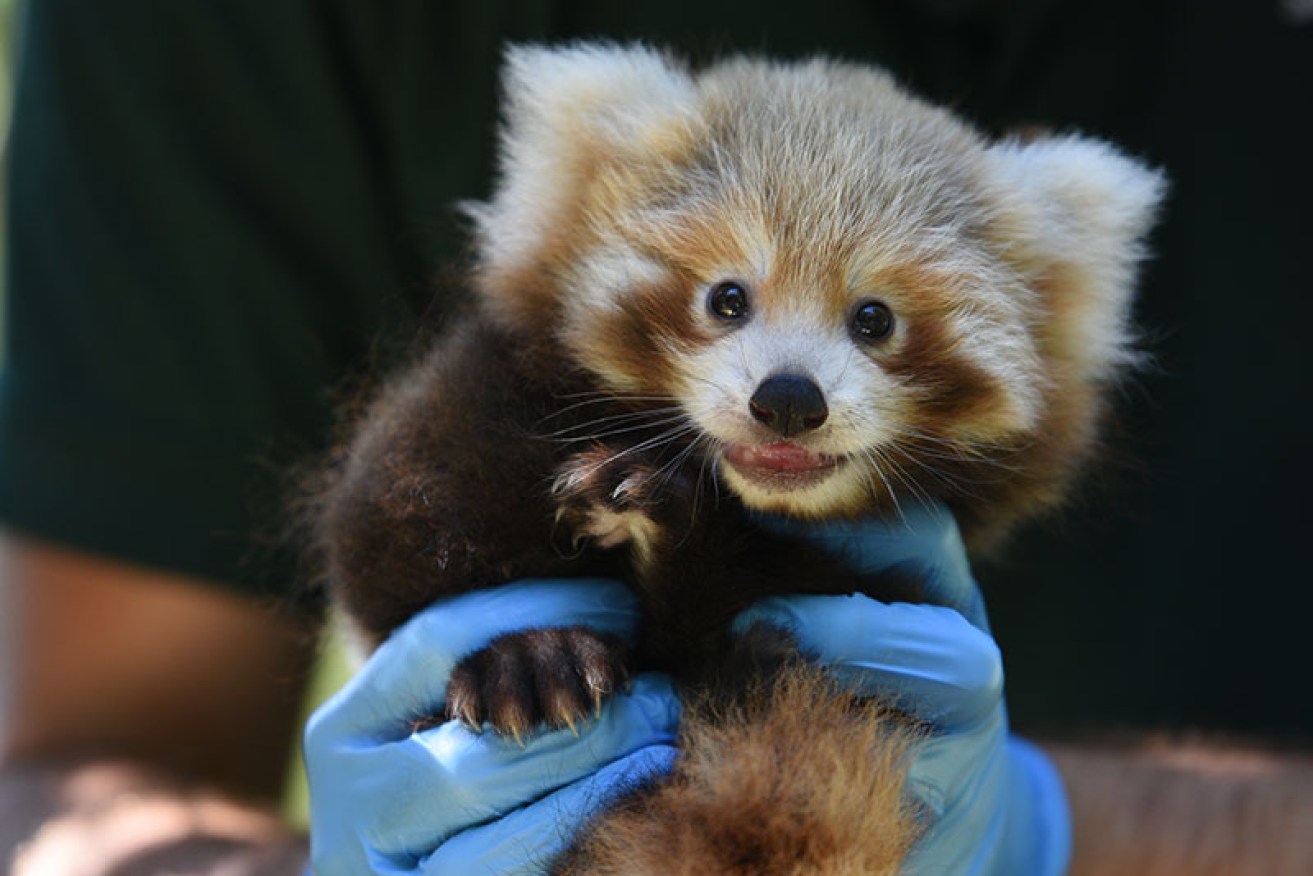 It's a boy! Perth Zoo introduces the 19th endangered Nepalese Red Panda cub to the public.